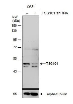 Western blot - Anti-TSG101 antibody [4A10] - BSA and Azide free (AB83)