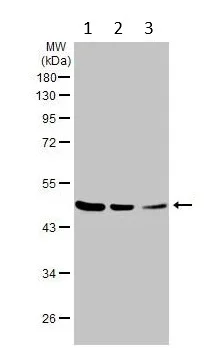 Western blot - Anti-TSG101 antibody [4A10] - BSA and Azide free (AB83)