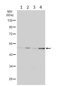 Western blot - Anti-TSG101 antibody [4A10] - BSA and Azide free (AB83)