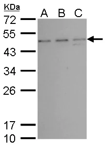 Western blot - Anti-TSG101 antibody [4A10] - BSA and Azide free (AB83)
