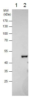 Immunoprecipitation - Anti-TSG101 antibody (AB228013)