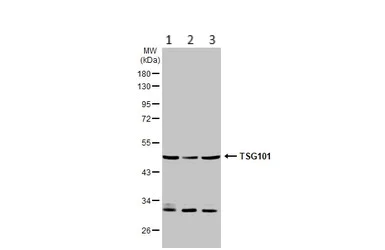 Western blot - Anti-TSG101 antibody (AB228013)