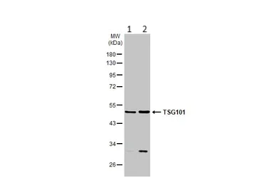 Western blot - Anti-TSG101 antibody (AB228013)