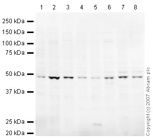 Western blot - Anti-TSG101 antibody (AB30871)