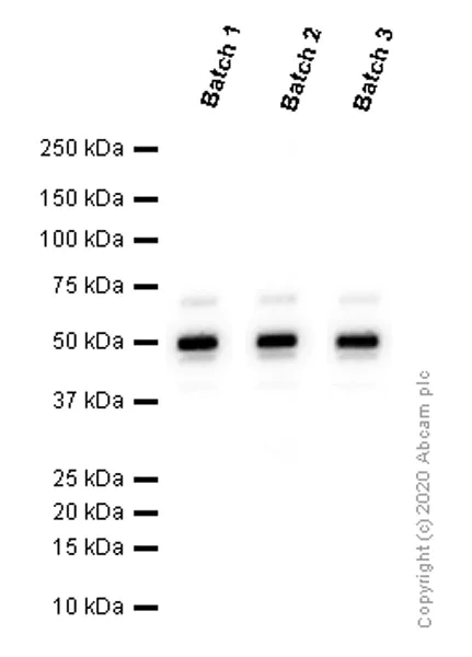 Western blot - Anti-TSG101 antibody [EPR7130(B)] - BSA and Azide free (AB207567)