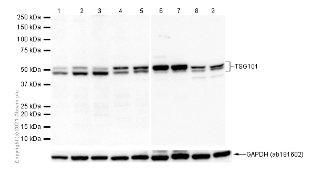 Western blot - Anti-TSG101 antibody [EPR7130(B)] - BSA and Azide free (ab207567), expandable thumbnail