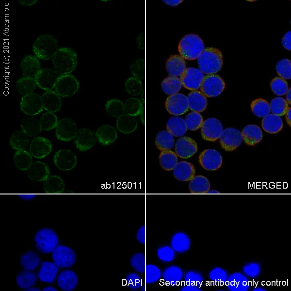 Immunocytochemistry/ Immunofluorescence - Anti-TSG101 antibody [EPR7130(B)] - Low endotoxin, Azide free (AB216447)