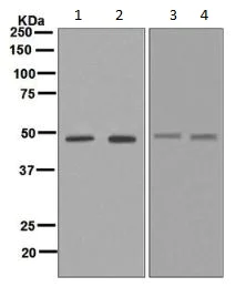 Western blot - Anti-TSG101 antibody [EPR7131(B)] (AB133586)