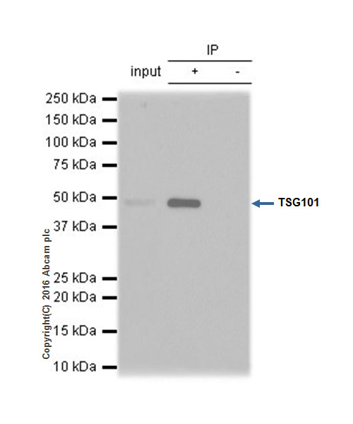 Immunoprecipitation - Anti-TSG101 antibody [EPR7131(B)] - BSA and Azide free (AB240070), expandable thumbnail
