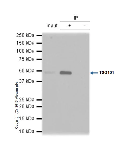 Immunoprecipitation - Anti-TSG101 antibody [EPR7131(B)] - BSA and Azide free (AB240070)
