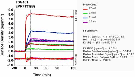 OI-RD Scanning - Anti-TSG101 antibody [EPR7131(B)] - BSA and Azide free (AB240070), expandable thumbnail