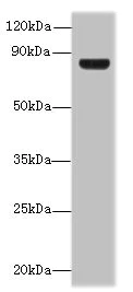 Western blot - Anti-TSGA10 antibody (AB235313)