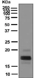 Western blot - Anti-TSH beta antibody [EPR8197] - BSA and Azide free (AB249214)
