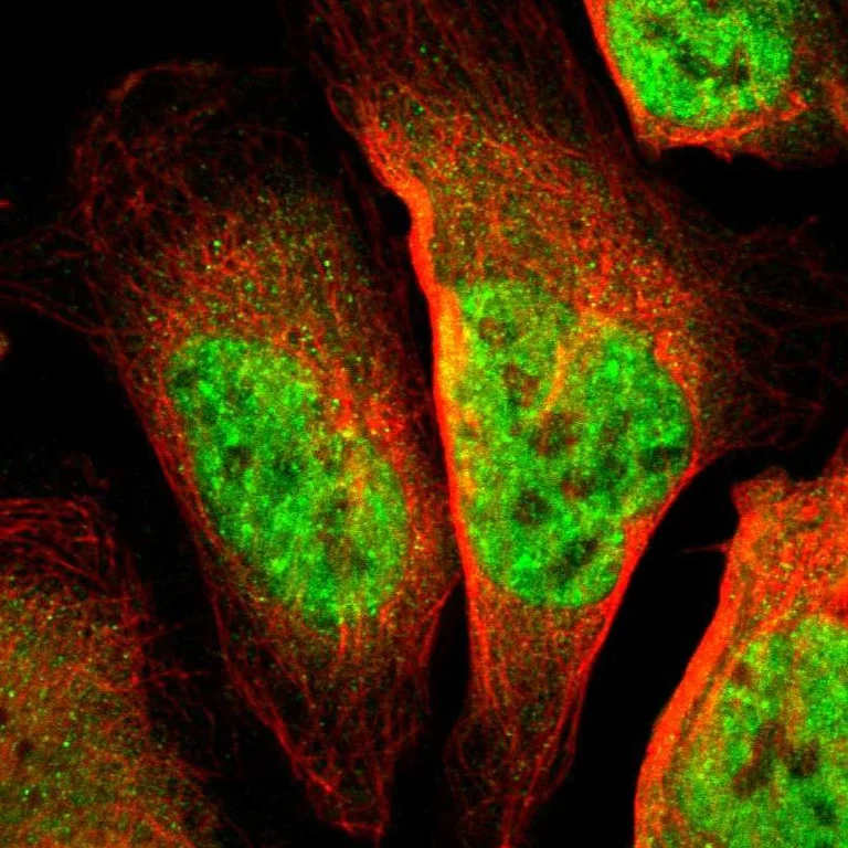 Immunocytochemistry/ Immunofluorescence - Anti-TSHZ1 antibody (AB254619)