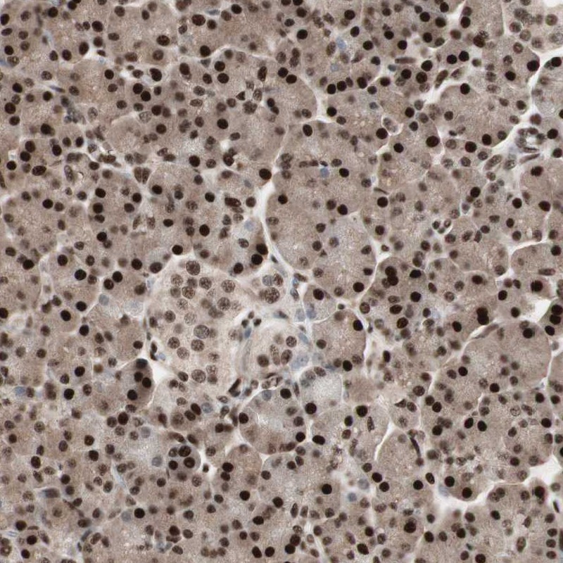 Immunohistochemistry (Formalin/PFA-fixed paraffin-embedded sections) - Anti-TSHZ1 antibody (AB254619), expandable thumbnail
