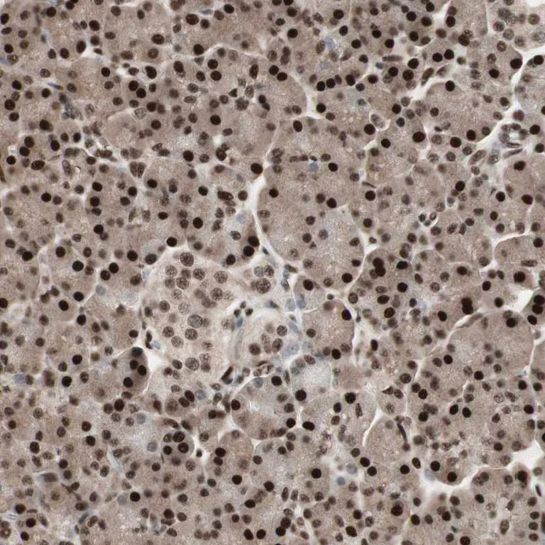 Immunohistochemistry (Formalin/PFA-fixed paraffin-embedded sections) - Anti-TSHZ1 antibody (AB254619)