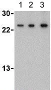Anti-TSLP antibody (ab188766) | Abcam