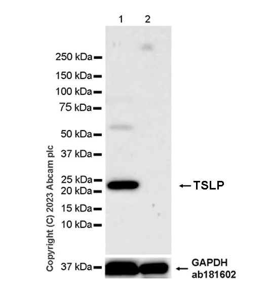 Western blot - Anti-TSLP antibody [EPR25904-38] - BSA and Azide free (AB309480)
