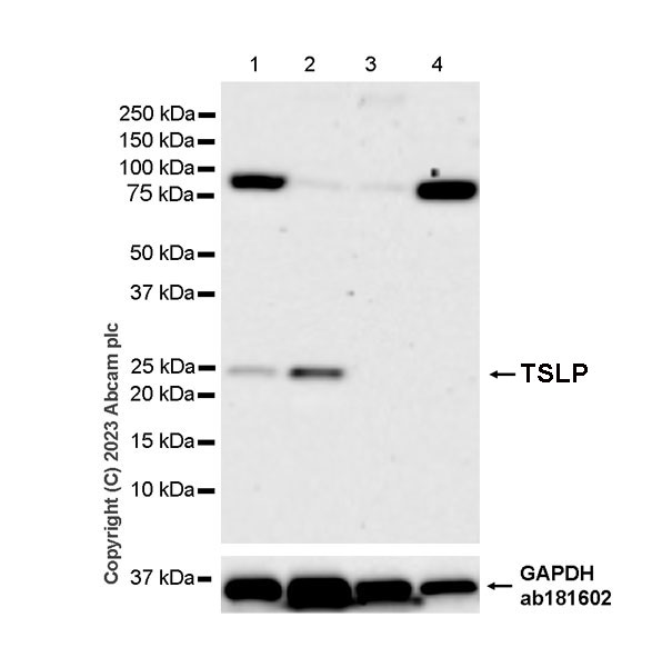 Western blot - Anti-TSLP antibody [EPR25904-38] - BSA and Azide free (AB309480)