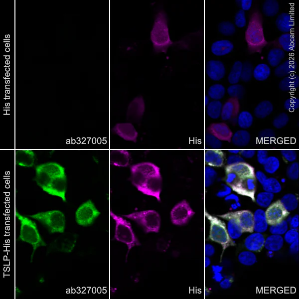 Immunocytochemistry/ Immunofluorescence - Anti-TSLP antibody [EPR30575-508] (AB327005)