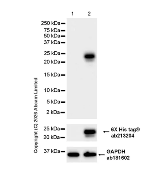 Western blot - Anti-TSLP antibody [EPR30575-508] (AB327005)