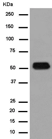 Western blot - Anti-TSP50 antibody [EPR8675(2)] - BSA and Azide free (AB250559)