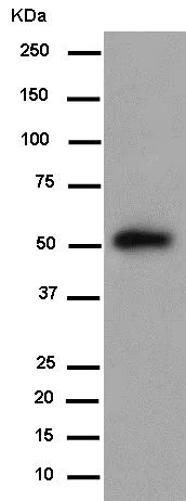 Western blot - Anti-TSP50 antibody [EPR8675(2)] - BSA and Azide free (AB250559)