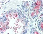 Immunohistochemistry (Formalin/PFA-fixed paraffin-embedded sections) - Anti-Tspan-13 antibody (AB133366)