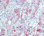 Immunohistochemistry (Formalin/PFA-fixed paraffin-embedded sections) - Anti-Tspan-13 antibody (AB133366)