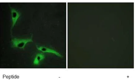Immunocytochemistry/ Immunofluorescence - Anti-Tspan-8 antibody (AB70007)