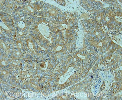 Immunohistochemistry (Formalin/PFA-fixed paraffin-embedded sections) - Anti-Tspan-8 antibody (AB70007)