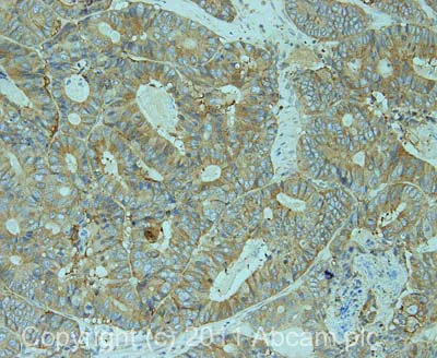 Anti-Tspan-8 antibody. Rabbit polyclonal (ab70007) | Abcam