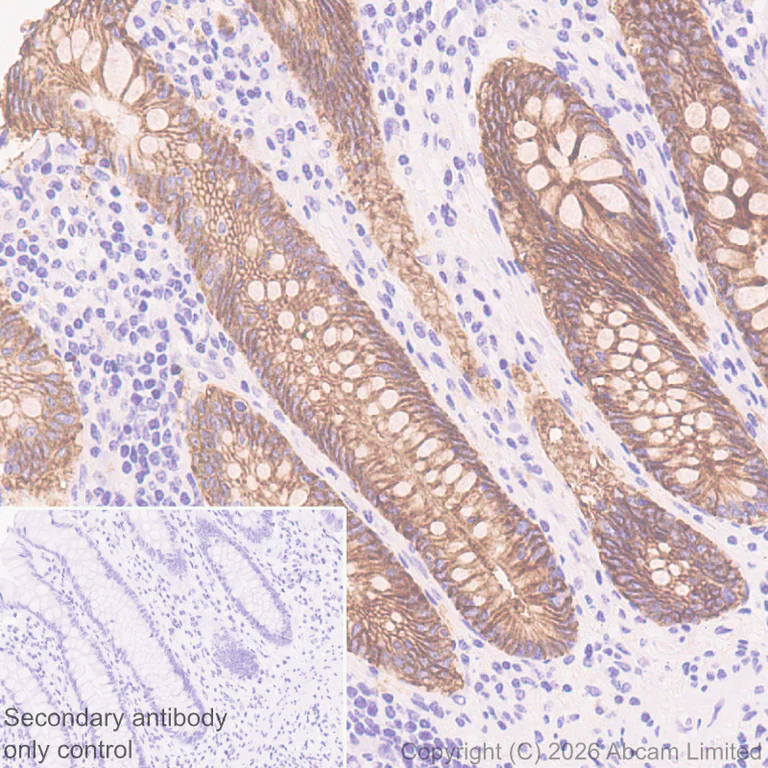 Immunohistochemistry (Formalin/PFA-fixed paraffin-embedded sections) - Anti-Tspan-8 antibody [EPR28888-508] (AB326570)