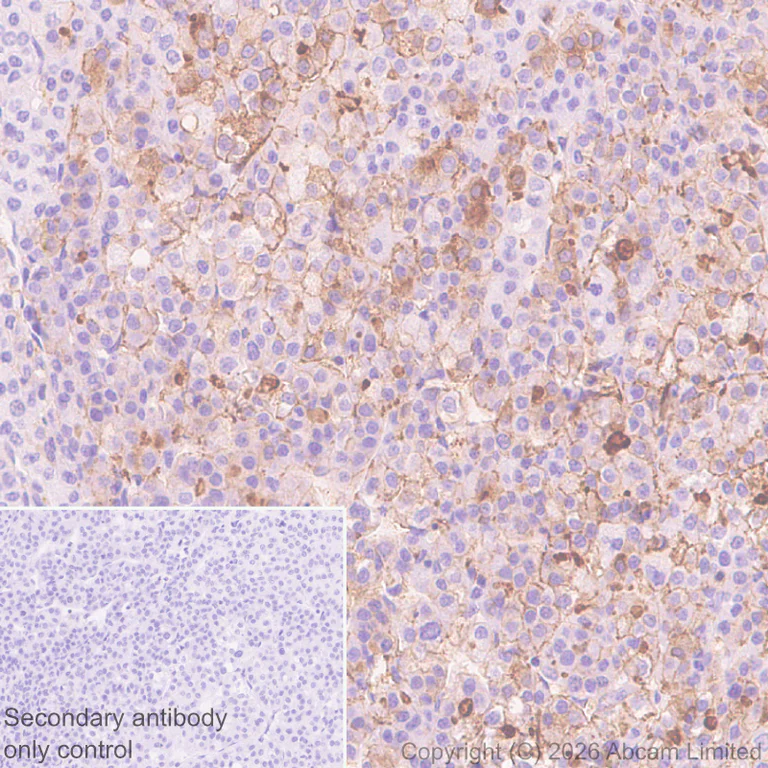 Immunohistochemistry (Formalin/PFA-fixed paraffin-embedded sections) - Anti-Tspan-8 antibody [EPR28888-508] (AB326570)