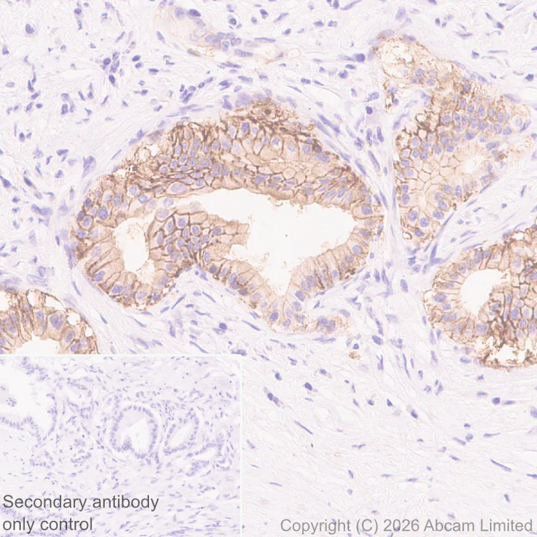 Immunohistochemistry (Formalin/PFA-fixed paraffin-embedded sections) - Anti-Tspan-8 antibody [EPR28888-508] (AB326570)