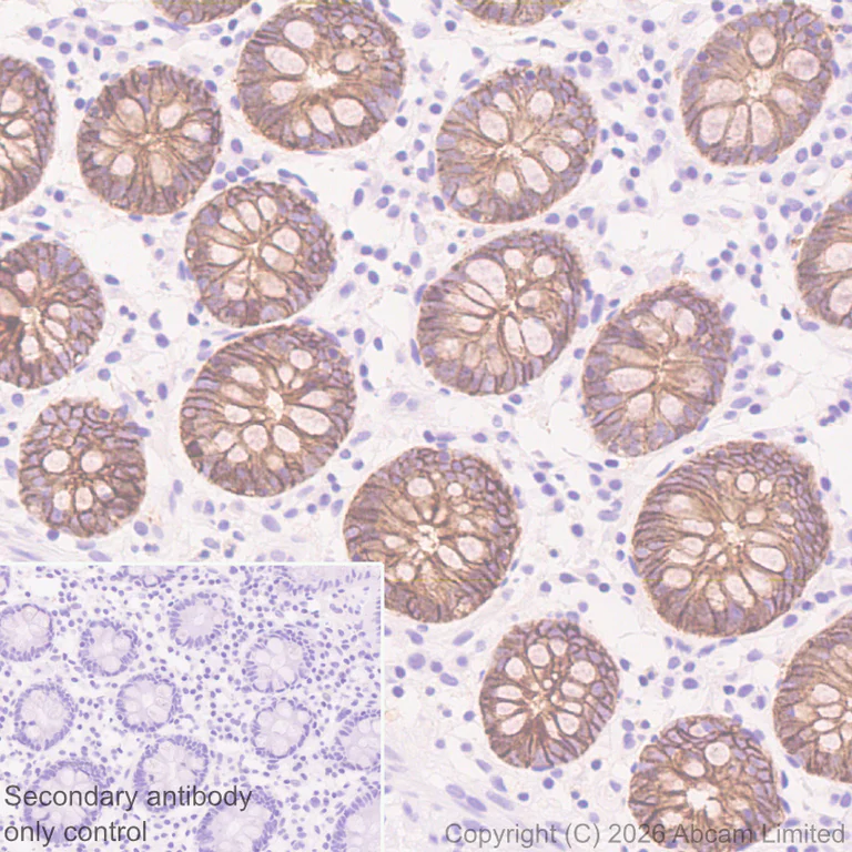 Immunohistochemistry (Formalin/PFA-fixed paraffin-embedded sections) - Anti-Tspan-8 antibody [EPR28888-508] - BSA and Azide free (AB326573)