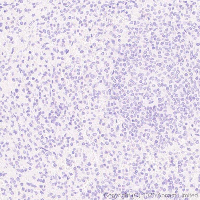 Immunohistochemistry (Formalin/PFA-fixed paraffin-embedded sections) - Anti-Tspan-8 antibody [EPR28888-508] - BSA and Azide free (AB326573)