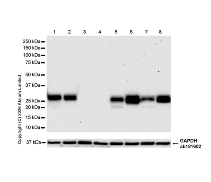Western blot - Anti-Tspan-8 antibody [EPR28888-508] - BSA and Azide free (AB326573)