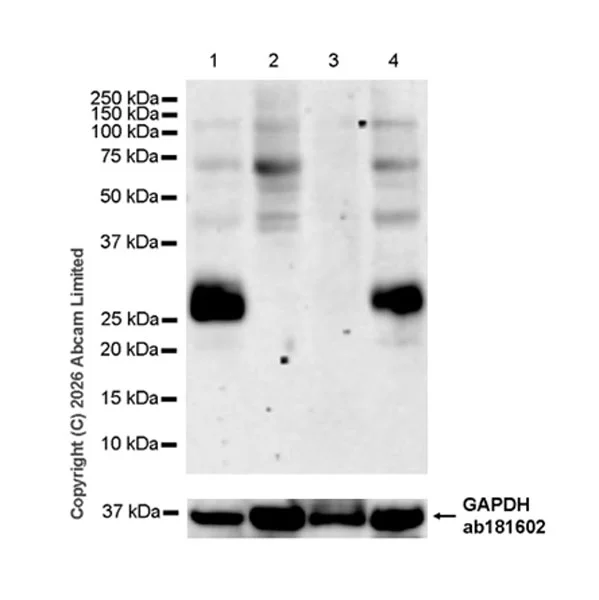 Western blot - Anti-Tspan-8 antibody [EPR28888-508] - BSA and Azide free (AB326573)