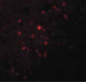 Immunohistochemistry (Formalin/PFA-fixed paraffin-embedded sections) - Anti-Tspan-9 antibody (AB106412)