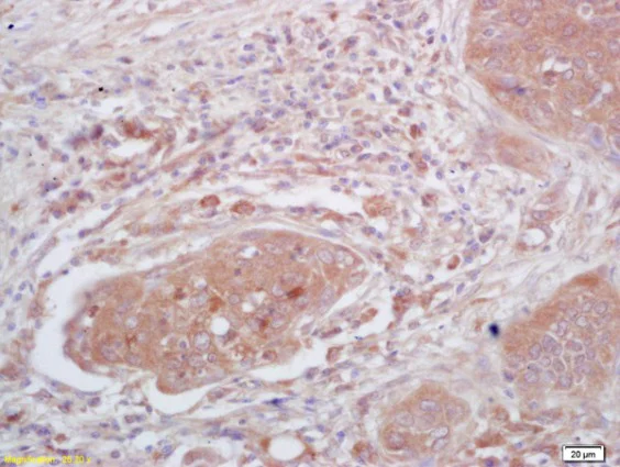 Immunohistochemistry (Formalin/PFA-fixed paraffin-embedded sections) - Anti-Tspan-9 antibody (AB215432)
