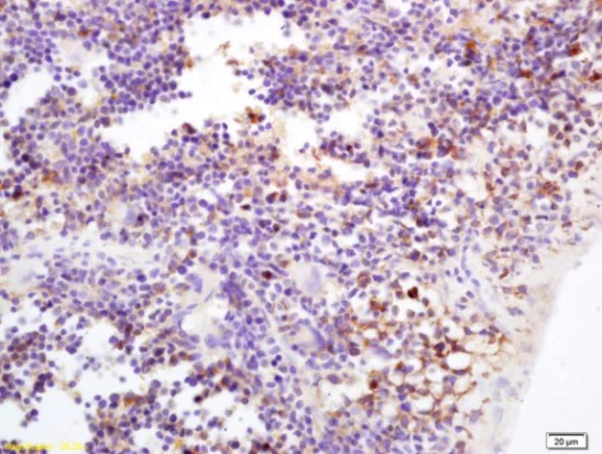 Immunohistochemistry (Formalin/PFA-fixed paraffin-embedded sections) - Anti-Tspan-9 antibody (AB215432)