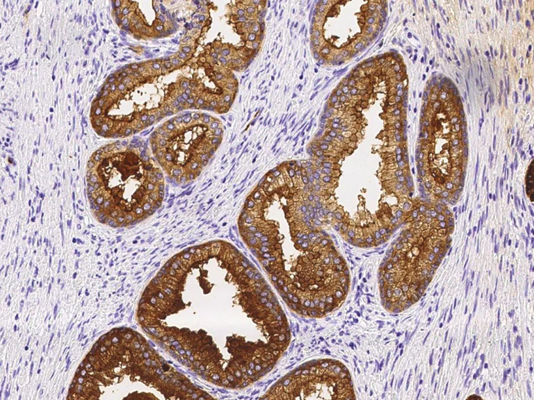Immunohistochemistry (Formalin/PFA-fixed paraffin-embedded sections) - Anti-TSPAN1 antibody [010] - BSA and Azide free (AB276063)