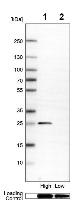 Western blot - Anti-TSPAN1 antibody (AB254730)