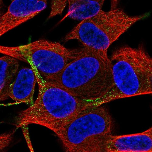 Immunocytochemistry/ Immunofluorescence - Anti-TSPAN11 antibody (AB221740), expandable thumbnail