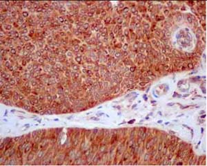 Immunohistochemistry (Formalin/PFA-fixed paraffin-embedded sections) - Anti-TSPAN17 antibody [EPR9855(2)] - BSA and Azide free (AB250243)
