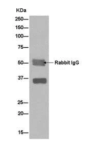 Immunoprecipitation - Anti-TSPAN17 antibody [EPR9855(2)] - BSA and Azide free (AB250243)