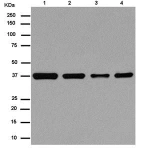 Western blot - Anti-TSPAN17 antibody [EPR9855(2)] - BSA and Azide free (AB250243)
