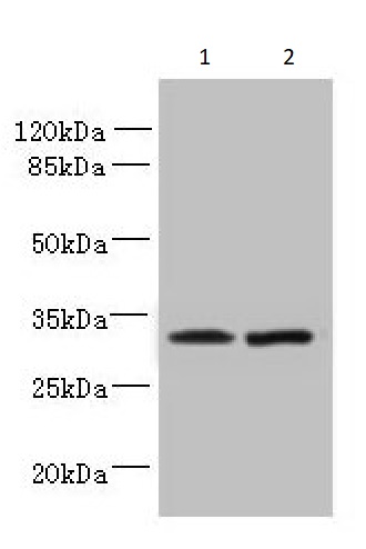 Western blot - Anti-TSPAN5 antibody (AB236881)