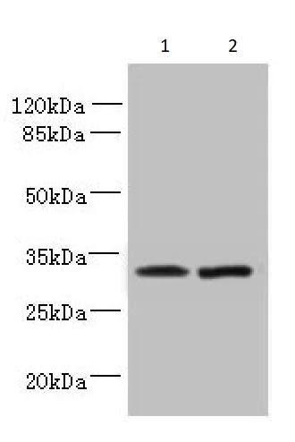 Western blot - Anti-TSPAN5 antibody (AB236881)